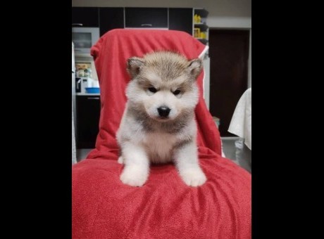 aljaski malamut 01.jpg